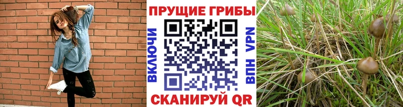 Купить где  Балашов  Галлюциногенные грибы прущие грибы 